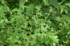 Alternanthera ficoidea