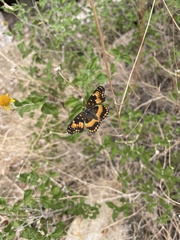 Chlosyne californica