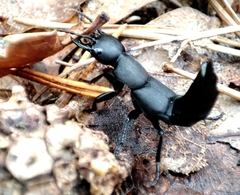 Ocypus olens
