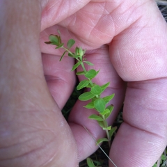 Hypericum anagalloides