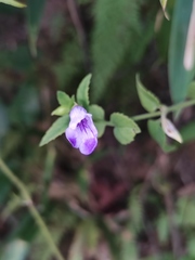 Torenia asiatica