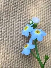 Myosotis secunda