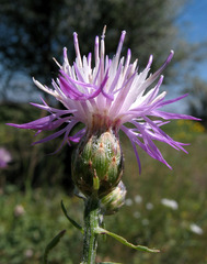 Centaurea arenaria