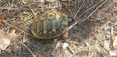 Testudo hermanni