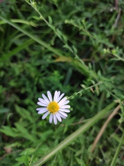 Aster indicus