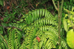 Diplazium esculentum