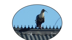 Theristicus melanopis