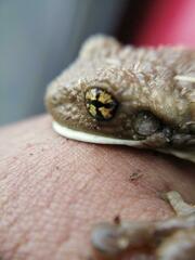 Trachycephalus vermiculatus