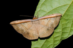 Entomogramma fautrix