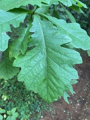Quercus