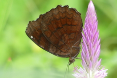 Ariadne ariadne