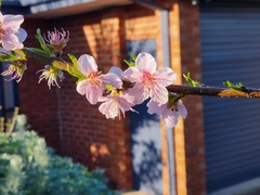 Prunus persica nucipersica