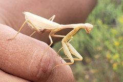 Schizomantodea