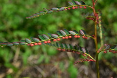 Phyllanthus urinaria hookeri