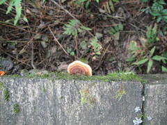 Gloeophyllum sepiarium