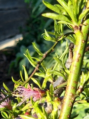 Prunus persica nucipersica