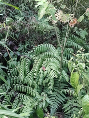 Diplazium esculentum