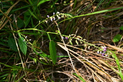 Tadehagi triquetrum
