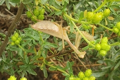 Schizomantodea