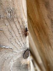 Ischnus inquisitorius