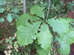 Quercus