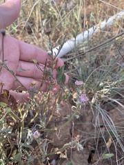 Erigeron divergens