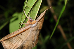 Entomogramma fautrix