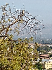 Accipiter cooperii