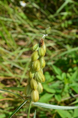 Crotalaria sessiliflora