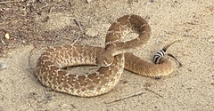 Crotalus ruber