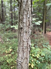 Quercus