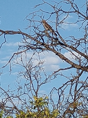 Accipiter cooperii