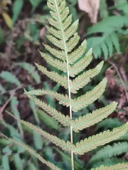 Christella parasitica