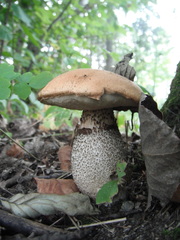 Leccinum aurantiacum