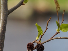 Alnus sieboldiana