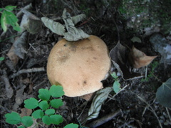 Leccinum aurantiacum