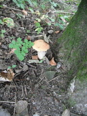 Leccinum aurantiacum