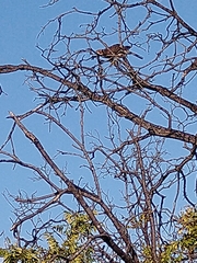 Accipiter cooperii