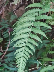 Christella parasitica