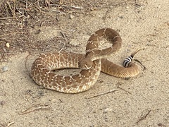 Crotalus ruber