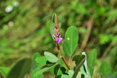 Grona heterocarpos strigosa