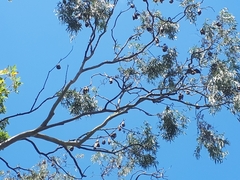 Pteropus niger