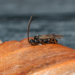 Microgastrinae