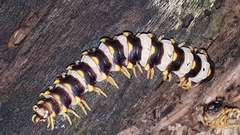 Arthrophaga myriapodina