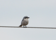 Lanius excubitor