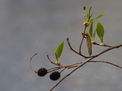 Alnus sieboldiana