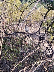 Accipiter cooperii