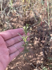Salsola collina