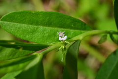 Polygala chinensis