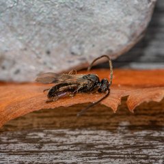 Microgastrinae